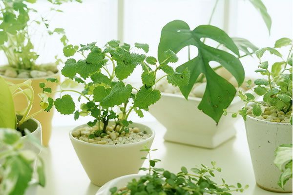 室內植物